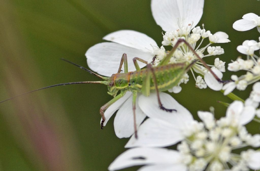 Ephippiger sp.,  giovane femmina (Bradyporidae)